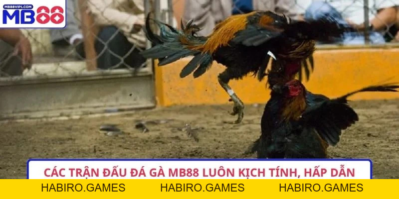 Đá gà MB88