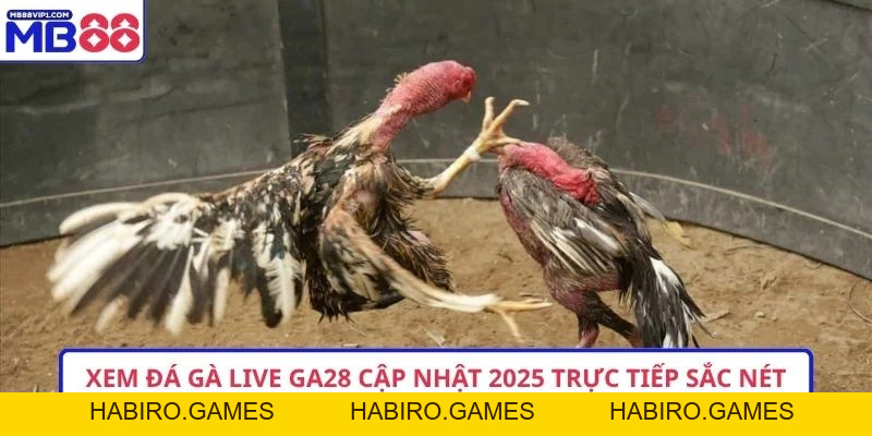 Xem Đá Gà Live Ga28 Cập Nhật 2026 Trực Tiếp Sắc Nét