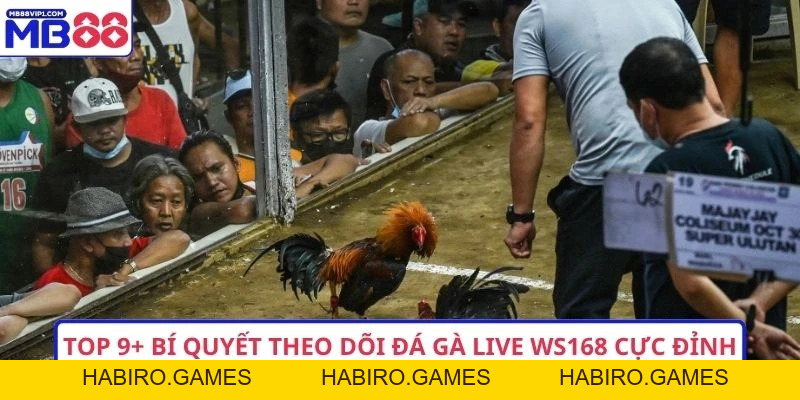 Top 9+ Bí Quyết Theo Dõi Đá Gà Live WS168 Cực Đỉnh