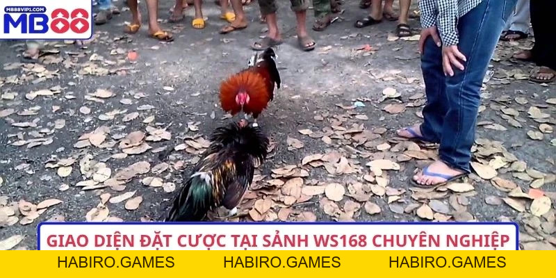 Top 9+ Bí Quyết Theo Dõi Đá Gà Live WS168 Cực Đỉnh