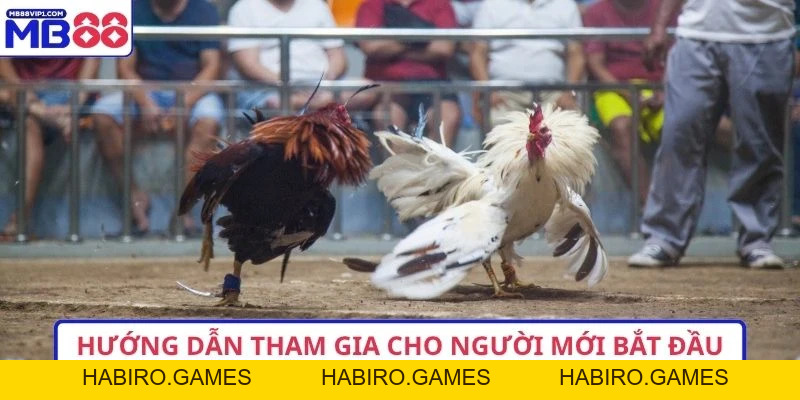 Xem Đá Gà Live Ga28 Cập Nhật 2026 Trực Tiếp Sắc Nét