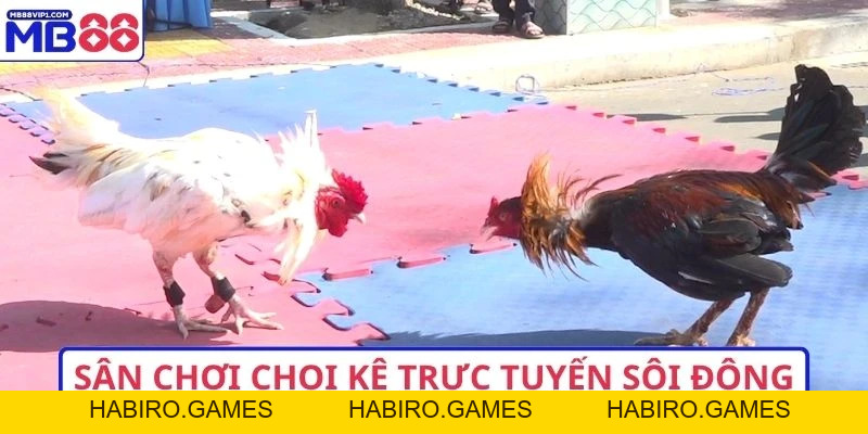 Xem Đá Gà Live Ga28 Cập Nhật 2026 Trực Tiếp Sắc Nét