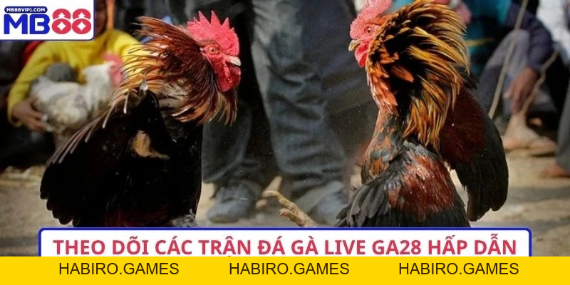 Xem Đá Gà Live Ga28 Cập Nhật 2026 Trực Tiếp Sắc Nét