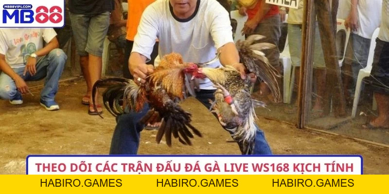 Top 9+ Bí Quyết Theo Dõi Đá Gà Live WS168 Cực Đỉnh